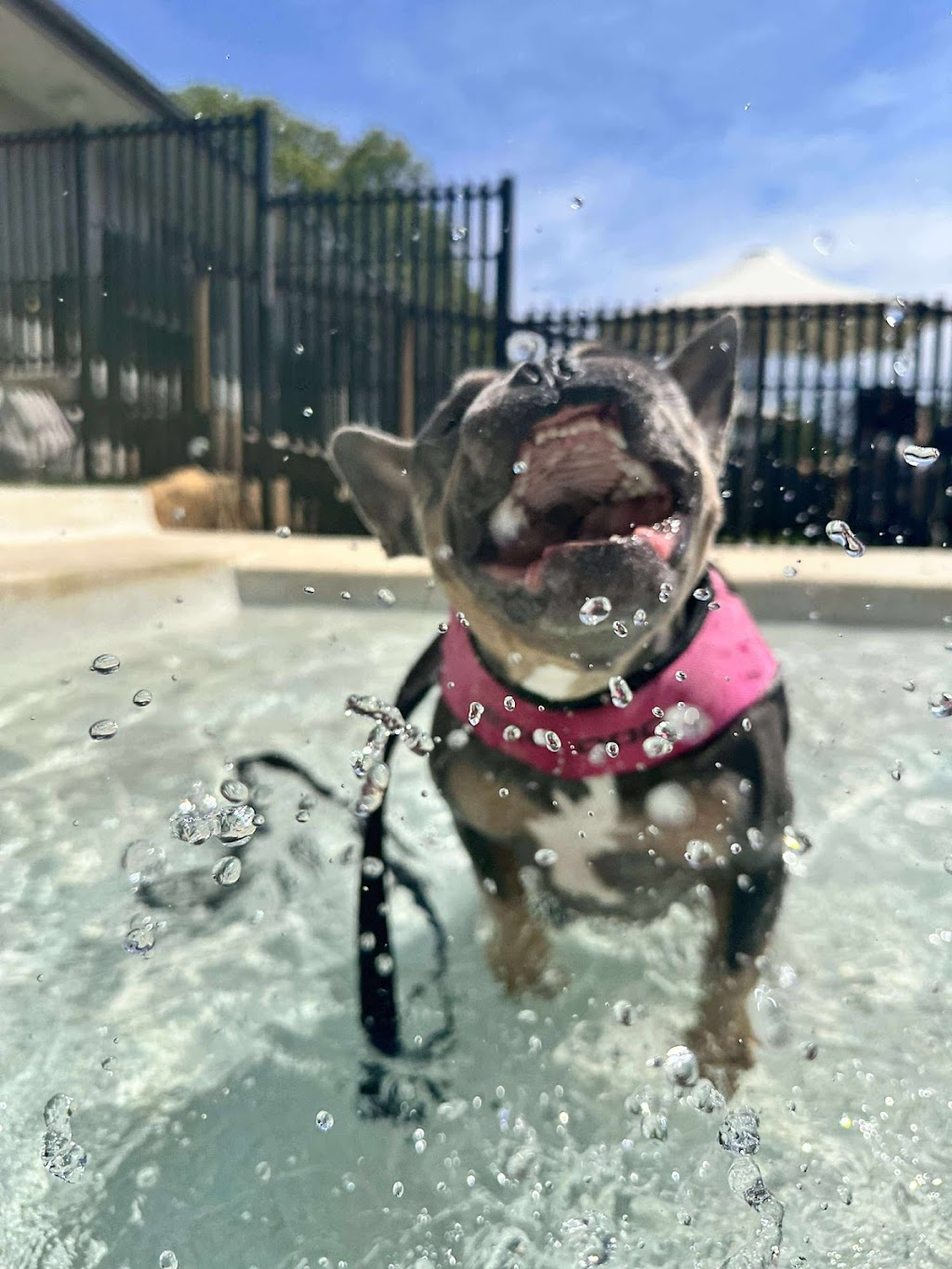 Rocky Ridge Pet Resort | 3 Jones Rd, Calga NSW 2250, Australia | Phone: 0435 764 422