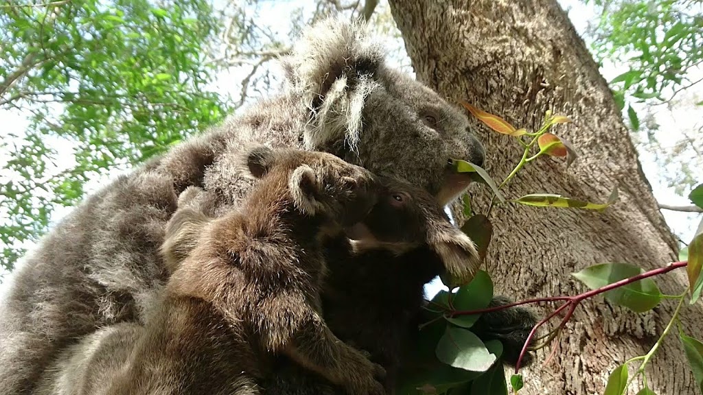 Koala Shelter | 540 Archies Track, Waterholes VIC 3875, Australia | Phone: 0447 470 905