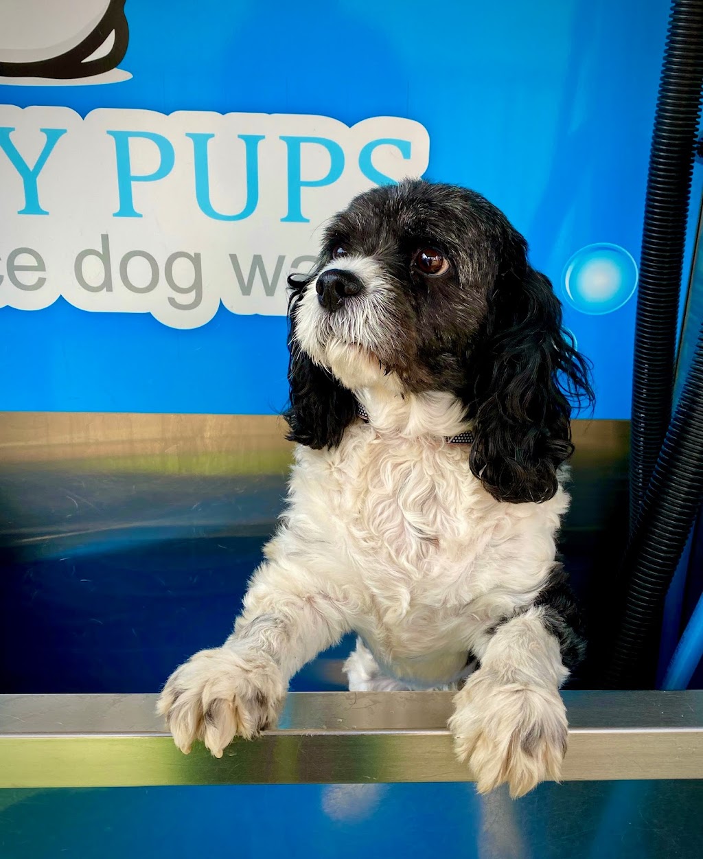 Mucky Pups Dog Wash Harvey |  | 53 Uduc Rd, Harvey WA 6220, Australia | 0408644888 OR +61 408 644 888