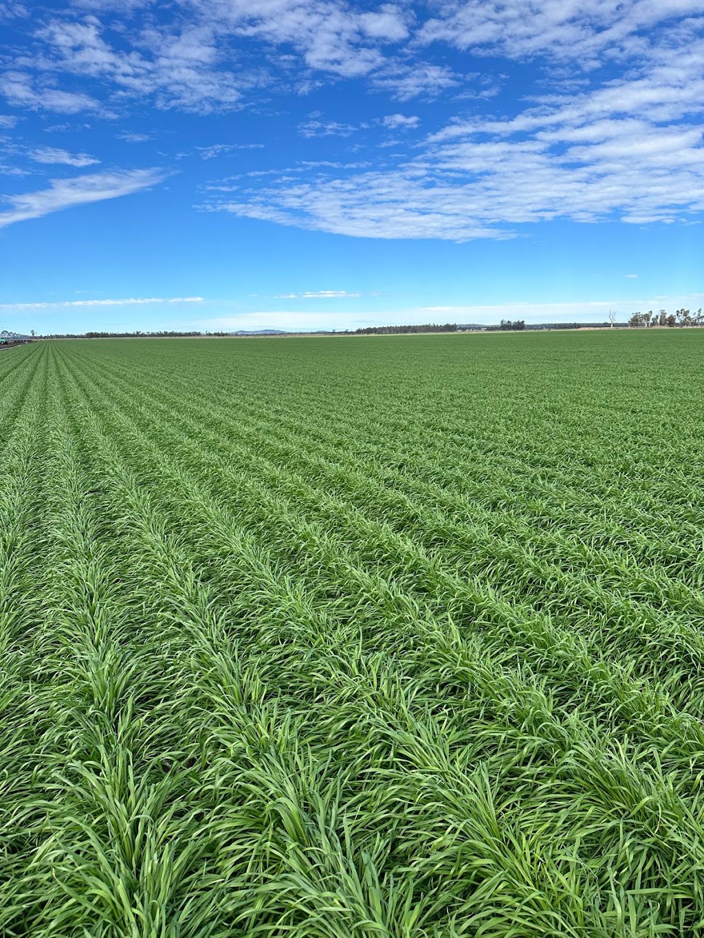 Agventure Farming | 1468 Millmerran Leyburn Rd, Tummaville QLD 4352, Australia | Phone: 0429 646 869