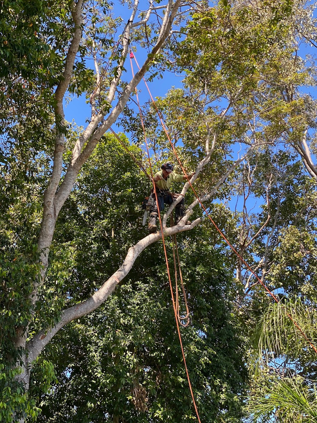 Tree Lopping Gold Coast - Palm Tree Removal & Trimming Experts | 19 Bluetail Cres, Upper Coomera QLD 4209, Australia | Phone: 0466 822 477