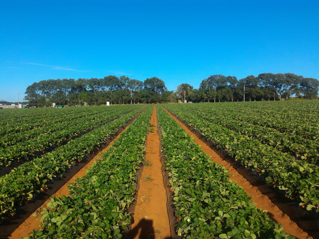 SSS Strawberries |  | 11 Rosedale Rd, Oakwood QLD 4670, Australia | 0737269554 OR +61 7 3726 9554