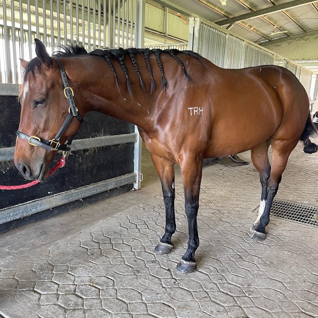 Roxy Lloyd-Jones - Equine Acupuncture | 431 Innisplain Rd, Innisplain QLD 4285, Australia | Phone: 0427 529 959