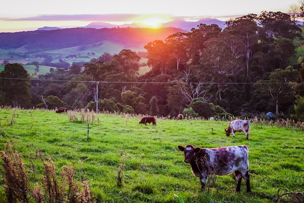 Wells Beef Shorthorn Stud | 132 Clarkes Rd, Greendale NSW 1116, Australia | Phone: 0408 022 225