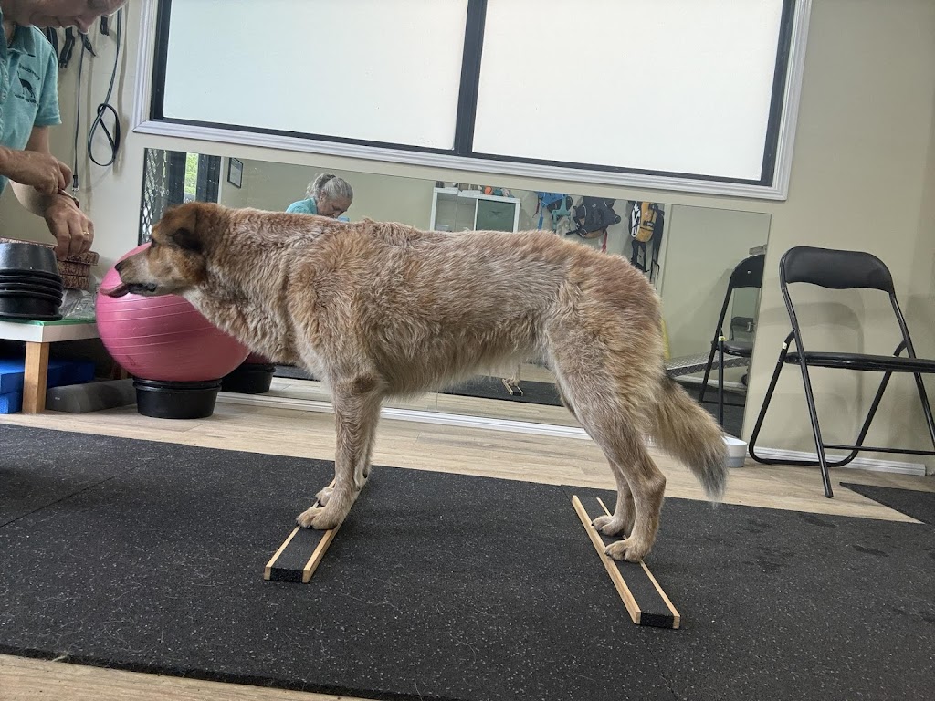 Paws 4 Recovery | 14 Cargellico St, Maudsland QLD 4210, Australia | Phone: 0459 248 678
