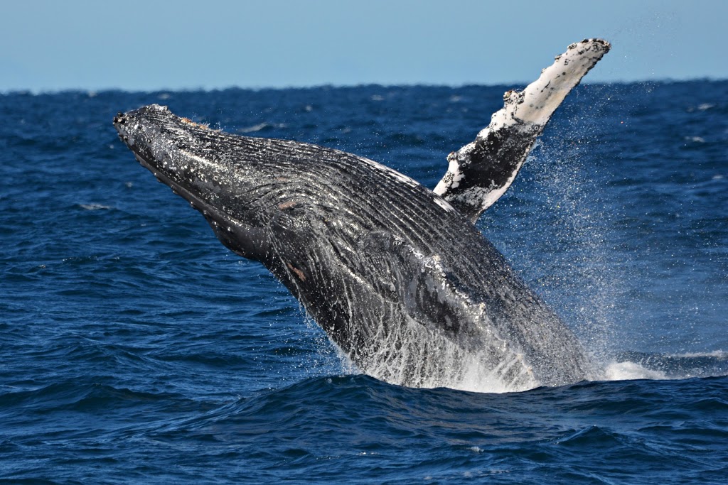 Whale Watch Western Australia | travel agency | Sardine Jetty, Fremantle WA 6160, Australia | 1300388893 OR +61 1300 388 893
