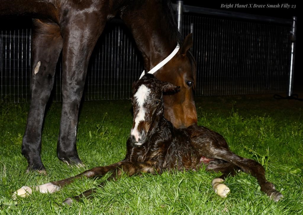 Alma Vale Thoroughbreds | 3111 New England Hwy, Scone NSW 2337, Australia | Phone: (02) 6545 8065