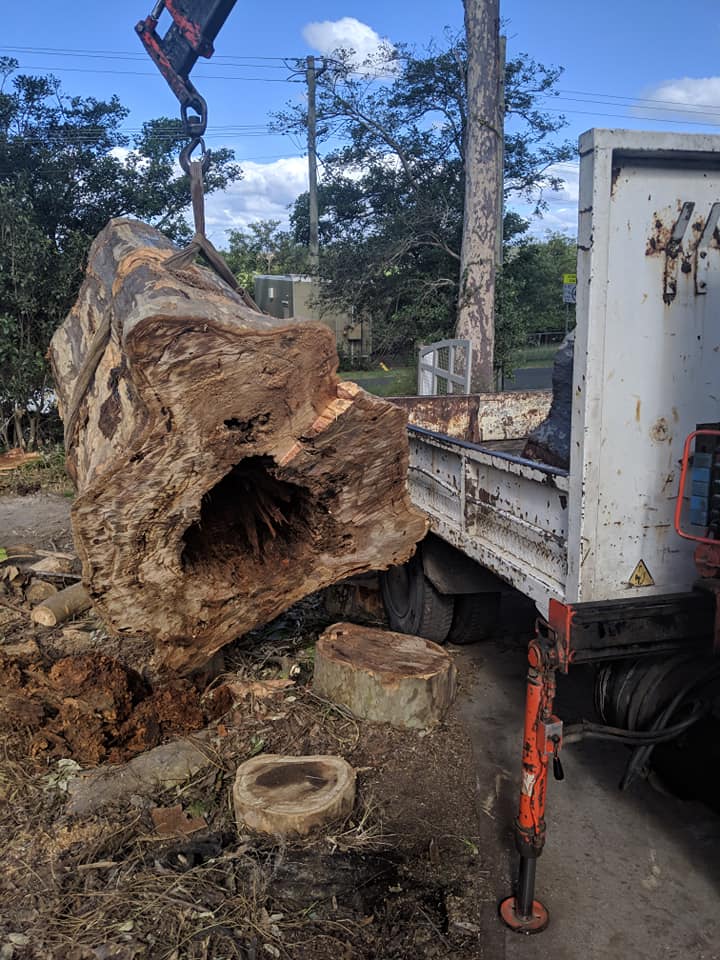 C & S Tree Services | 10 Victa Way, Bomaderry NSW 2541, Australia | Phone: 0431 744 772