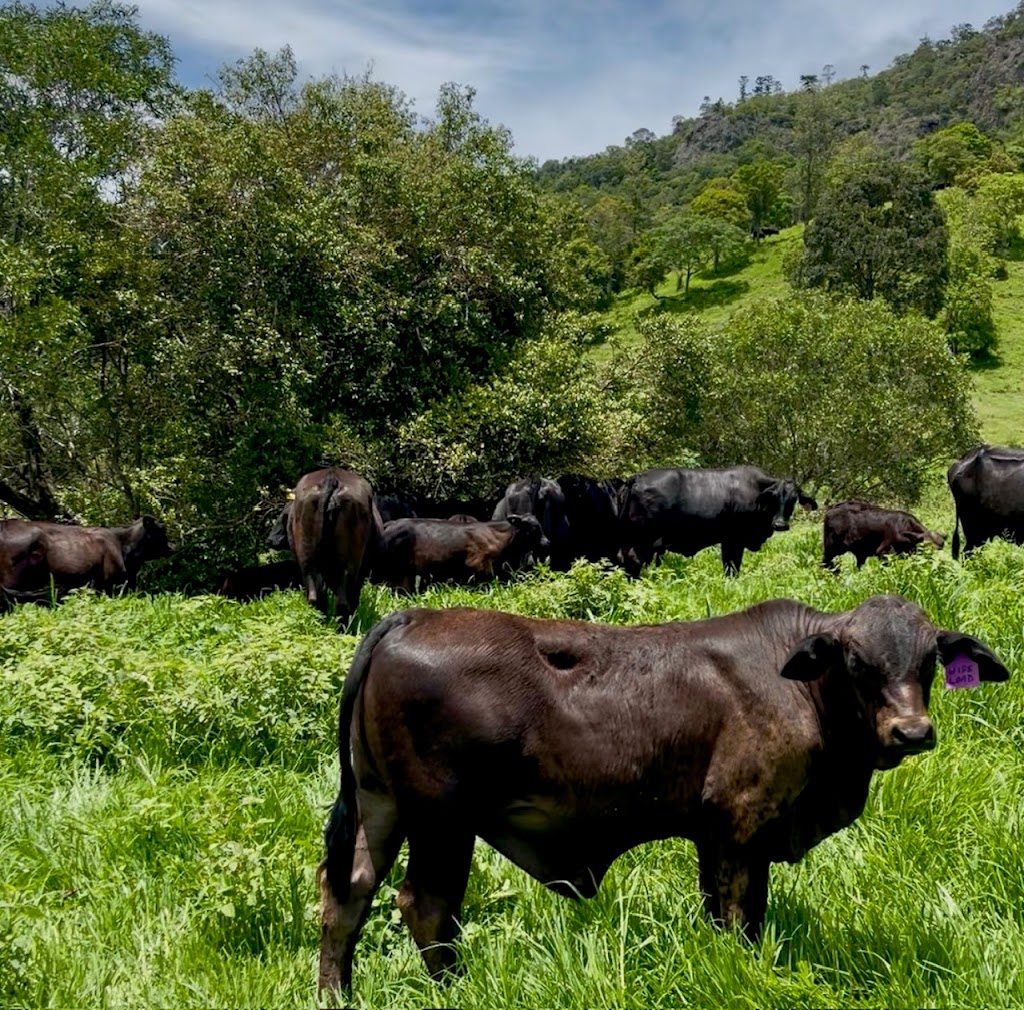 Greenhollow Brangus | Koplick Rd, Running Creek QLD 4287, Australia | Phone: 0403 054 845