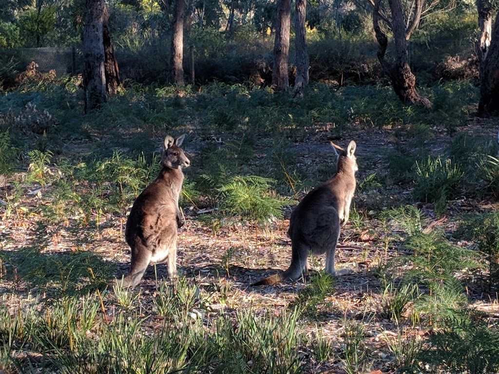 Koala Trail | park | 2 Seventh Parade, Raymond Island VIC 3880, Australia