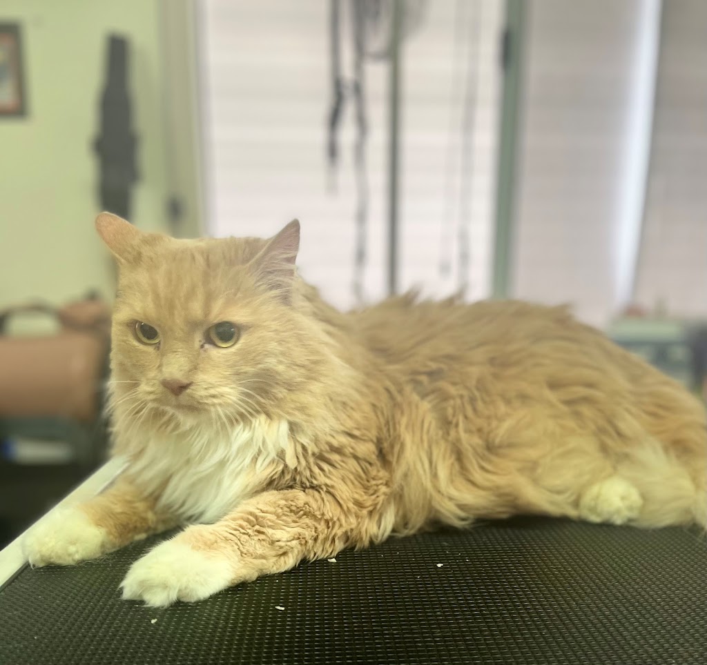 The Groomery: Rosannas Legacy (Cat Grooming Salon) | 535 Old Razorback Rd, Cawdor NSW 2570, Australia | Phone: 0450 354 674