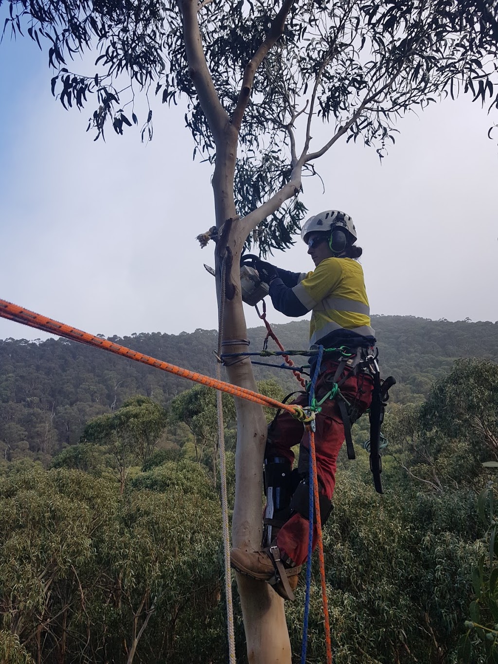 Surfcoast Tree Services | 17 Inverlochy St, Anglesea VIC 3230, Australia | Phone: (03) 5263 2848