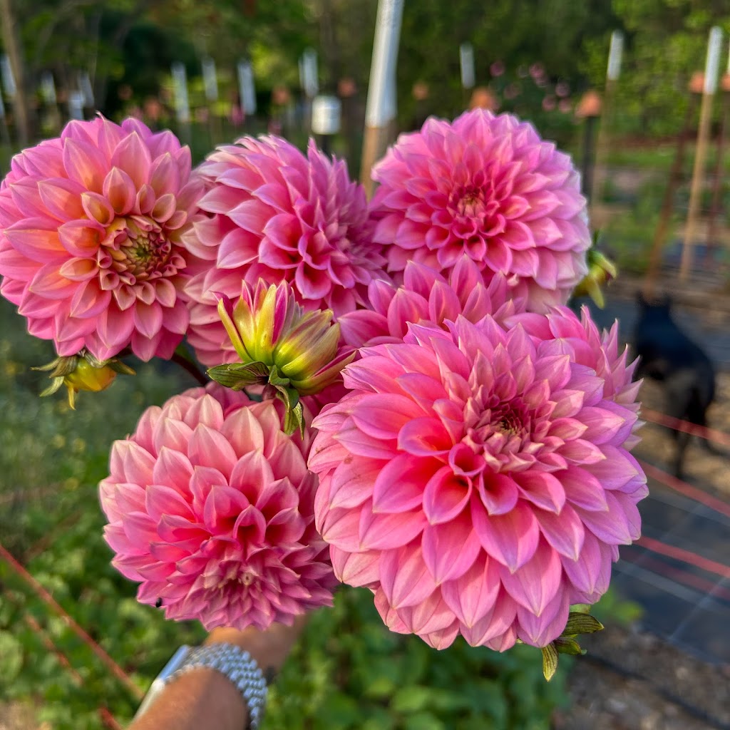 Little Miss Bloom Farm | 40 Piggotts Rd, Guanaba QLD 4210, Australia | Phone: 0402 412 240