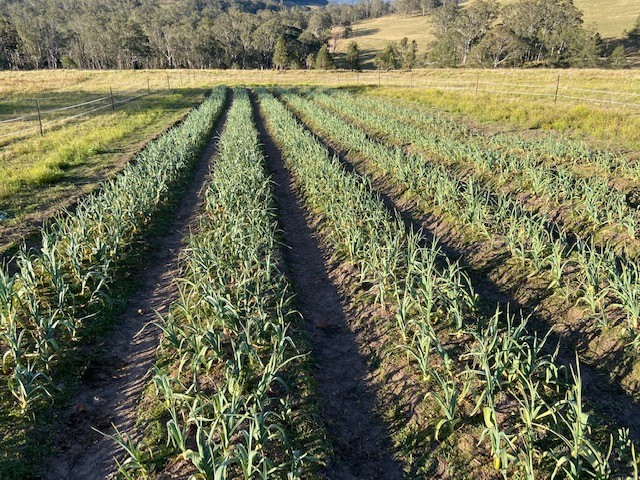 Spring Creek Garlic | 1132 White Swamp Rd, The Head QLD 4373, Australia | Phone: 0479 192 622