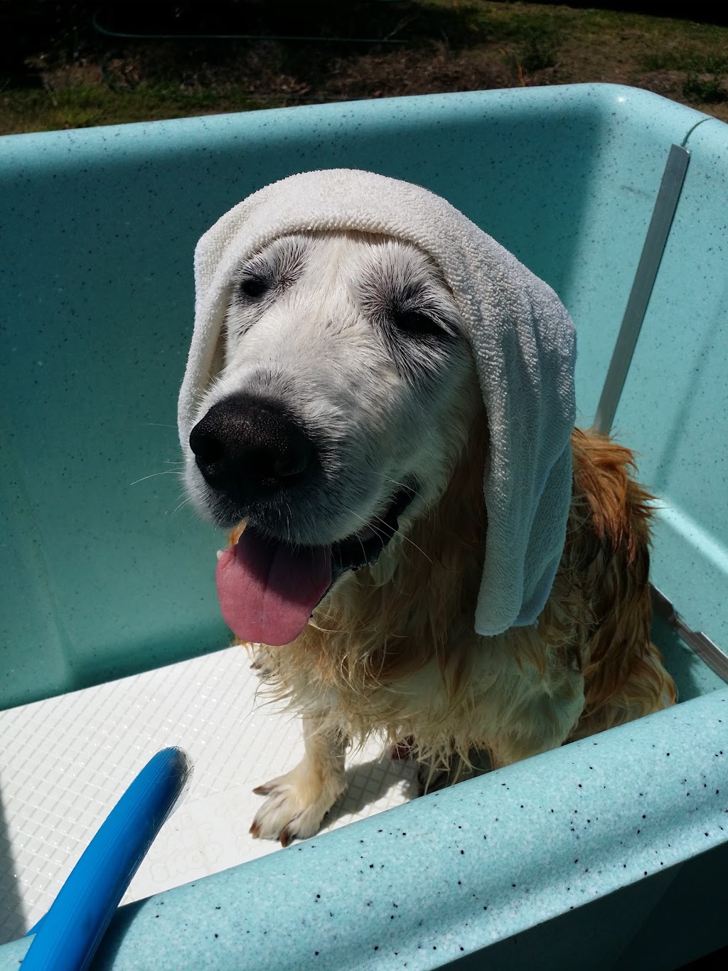 Missies Doggy Wash | 15 Oyster Parade, Tin Can Bay QLD 4580, Australia | Phone: 0468 400 011