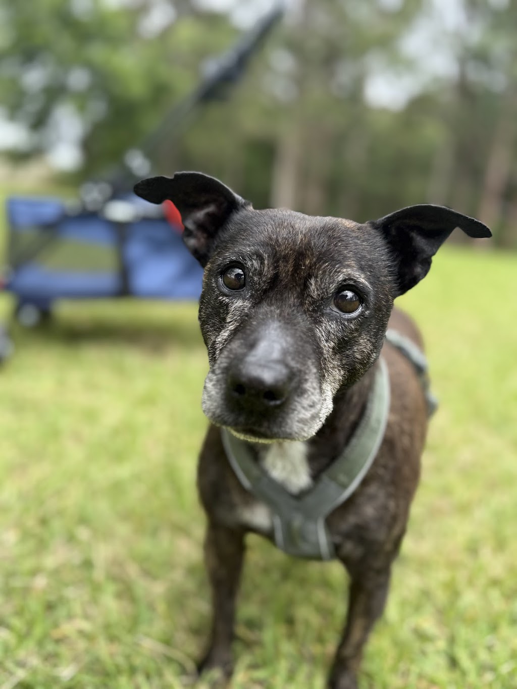 Pack Leader Dog Services | 15 Charlotte St, Holmesville NSW 2286, Australia | Phone: 0415 421 805
