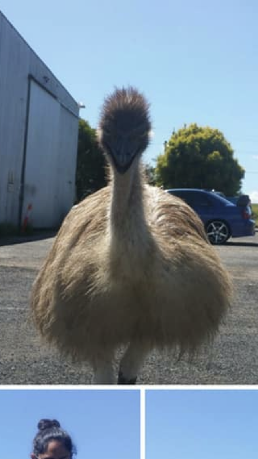 Emu Heaven | 2484 Warrego Hwy, Marburg QLD 4346, Australia | Phone: (07) 5464 4667