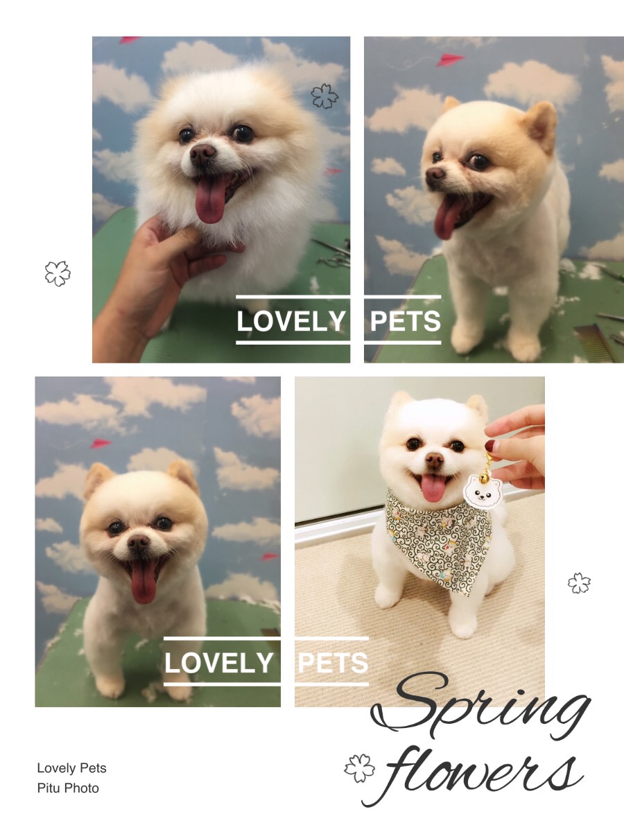 Lovely pets Pet Grooming | 12 Burwood Rd, Concord NSW 2137, Australia | Phone: (02) 9747 5920