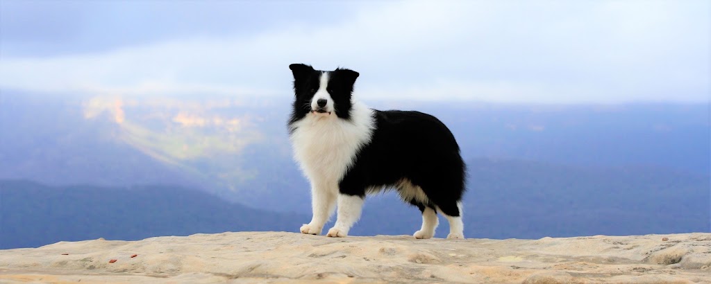 Celtic Heart Border Collies | 38 Nestle Ln, Toogoolawah QLD 4313, Australia | Phone: 0400 018 877