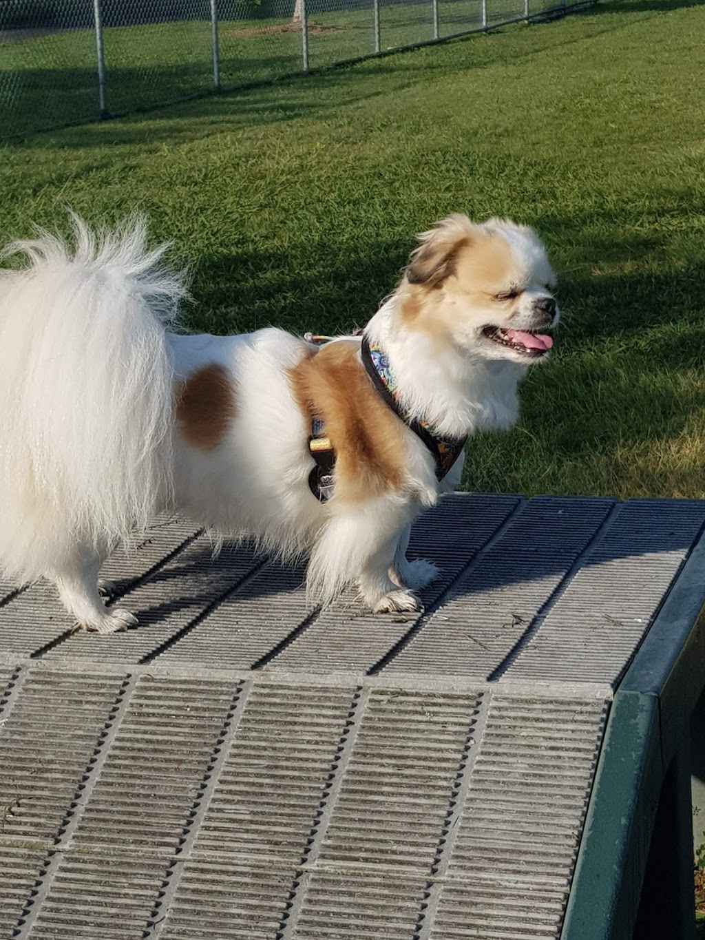 Frascott Small Dog Fenced Agility Dog Park | park | 44 Frascott Ave, Varsity Lakes QLD 4227, Australia