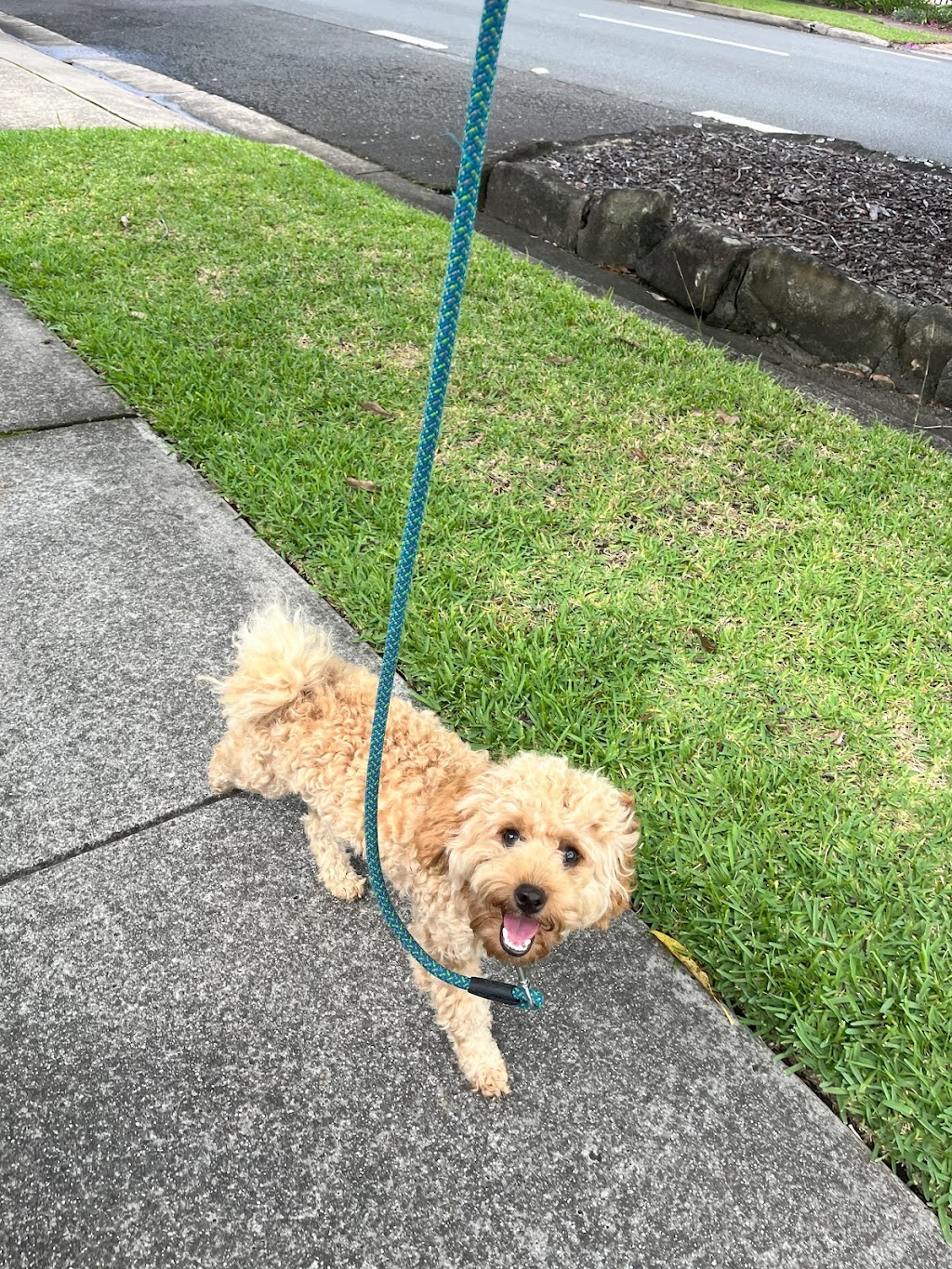 Starksridge Dog Training | 65a Epping Ave, Eastwood NSW 2122, Australia | Phone: 0412 207 234