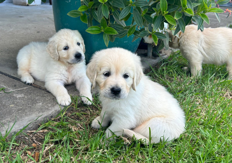 Sunryz Golden Retrievers | Quorrobolong Rd, Cessnock NSW 2325, Australia | Phone: 0404 076 810