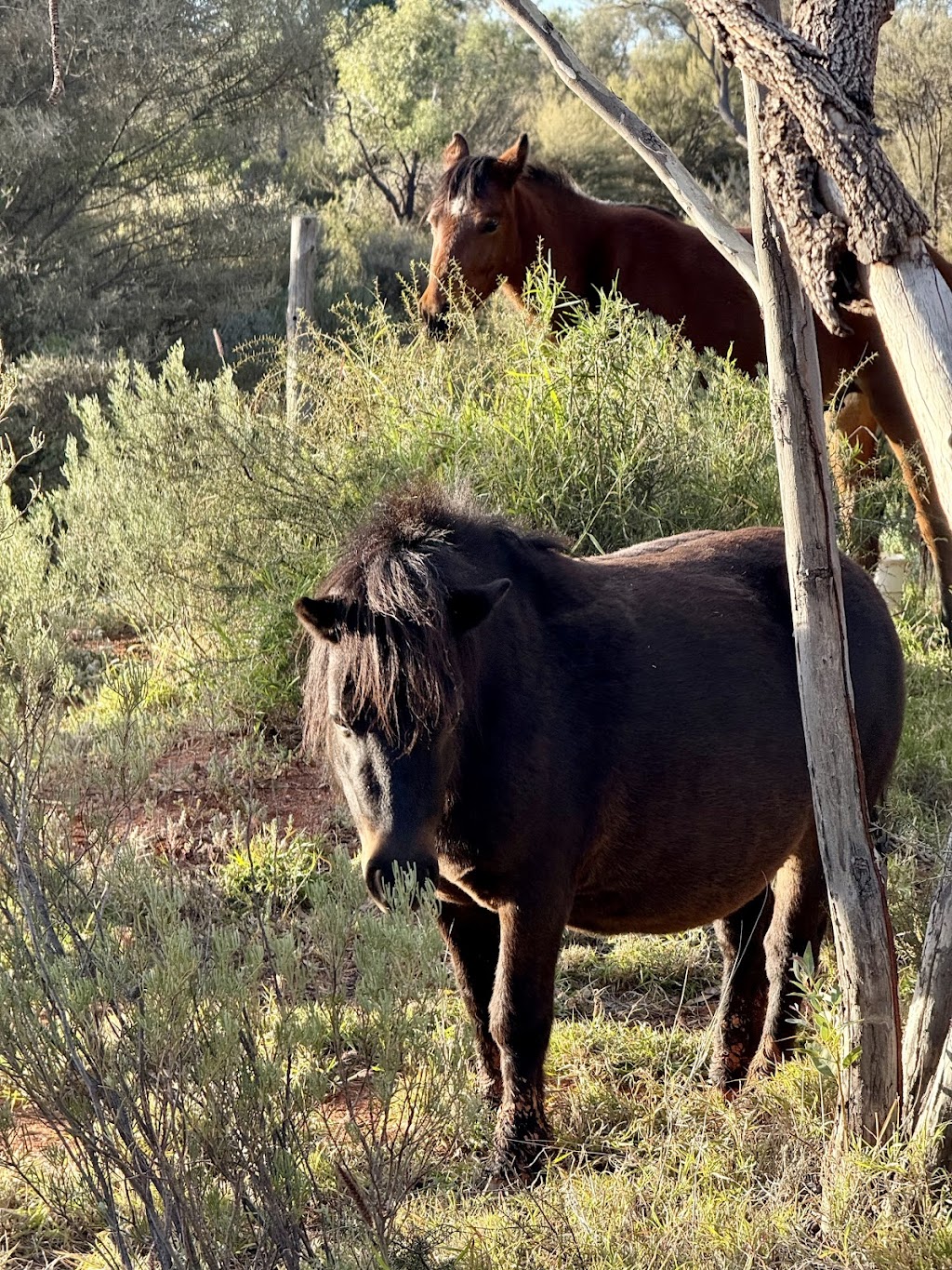 Morapoi Station | Unnamed Road, Kookynie WA 6431, Australia | Phone: 0417 911 485