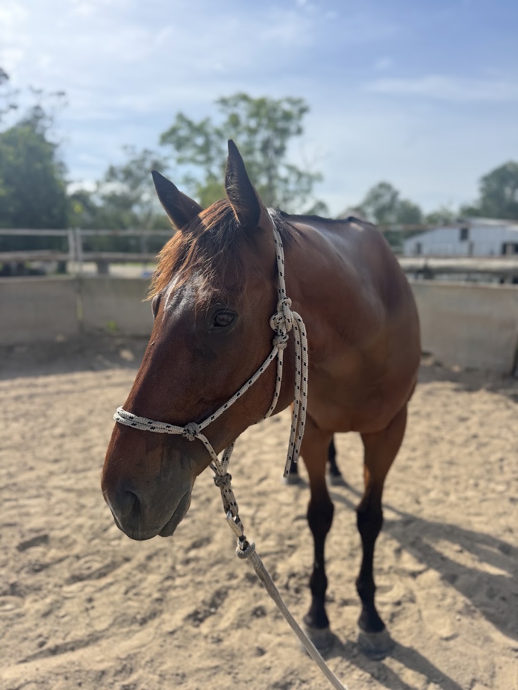 Relaxation & Wellness Horse Riding Retreat | 59 Ardwick Ct, Stanmore QLD 4514, Australia | Phone: 0402 824 149