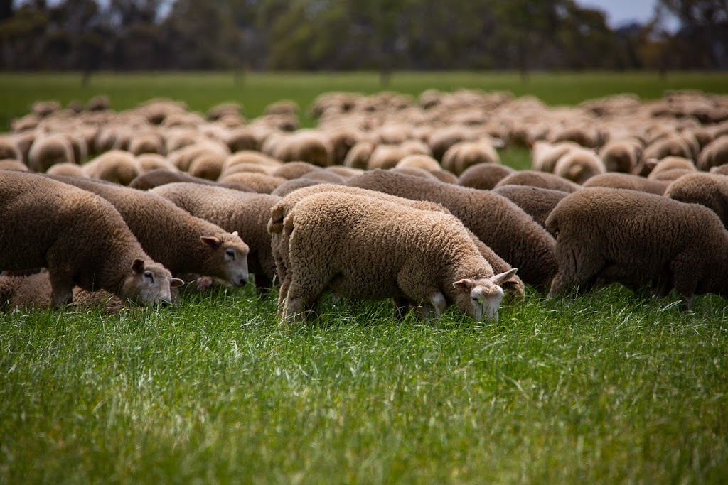 Precision Lambing | 160 Armidale Rd, Coojar VIC 3315, Australia | Phone: 0427 797 242