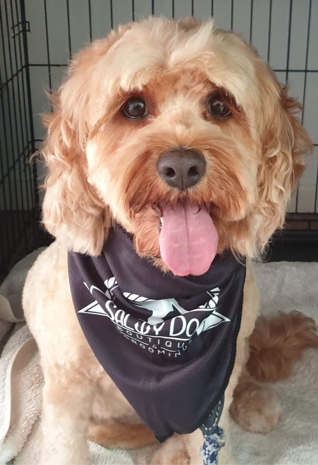 The Salty Dog Boutique and Grooming |  | 1/30 Buderim St, Currimundi QLD 4551, Australia | 0407216001 OR +61 407 216 001