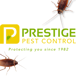 Prestige Pest Control | home goods store | 259 Banks Street, Ashgrove, Brisbane City QLD 4060, Australia | 0733561400 OR +61 7 3356 1400