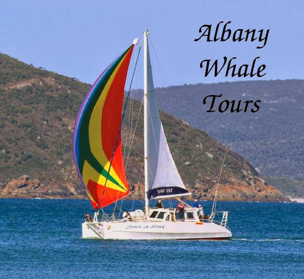 Albany Whale Tours | travel agency | Toll Pl, Albany WA 6330, Australia | 0422441484 OR +61 422 441 484