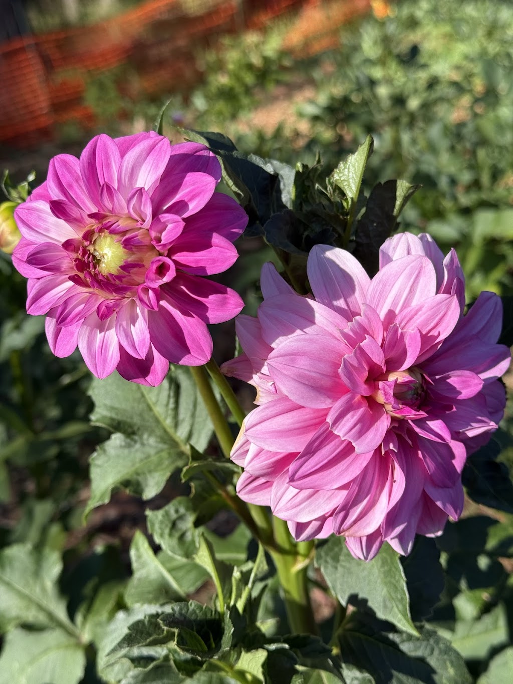 Celestial Gardens and Retreat | 10 Thonemans Rd, Hoddles Creek VIC 3139, Australia | Phone: 0411 885 568