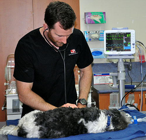 Perth Vet Emergency | veterinary care | 3/162 Wanneroo Rd, Yokine WA 6060, Australia | 1300040400 OR +61 1300 040 400