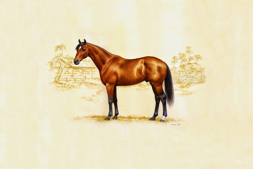 Australian Stock Horse Society Ltd. | 48 Guernsey St, Scone NSW 2337, Australia | Phone: (02) 6545 1122