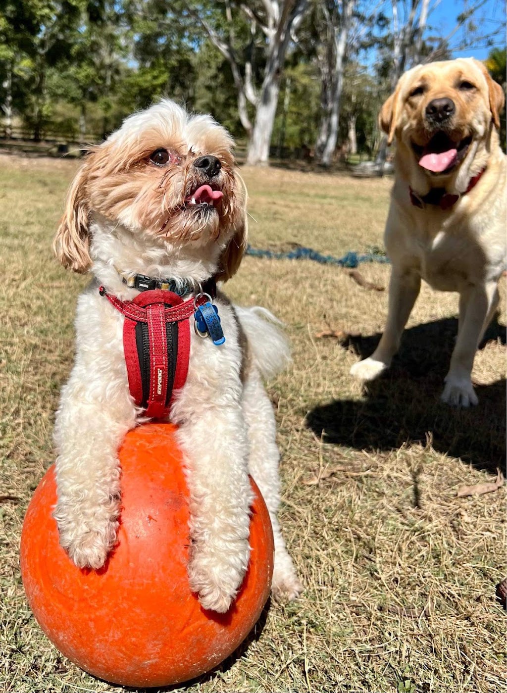 The Ku-bros Doggy Daycare | 127 Moorina Rd, Moorina QLD 4506, Australia | Phone: 0450 919 769