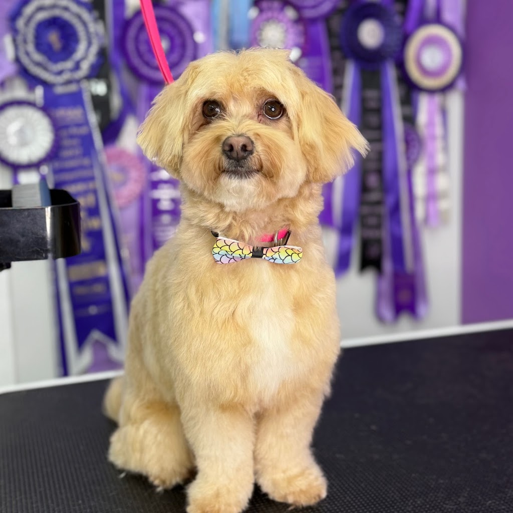 Simply Pawgeous Grooming | 951 Dicksons Rd, Dooralong NSW 2259, Australia | Phone: 0484 671 351