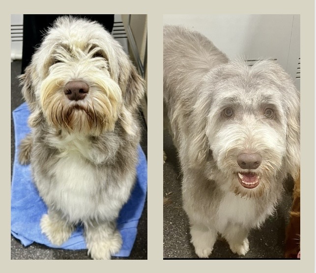 Barkbus | Watery Gully Rd, Kangaroo Ground VIC 3097, Australia | Phone: 0424 212 988