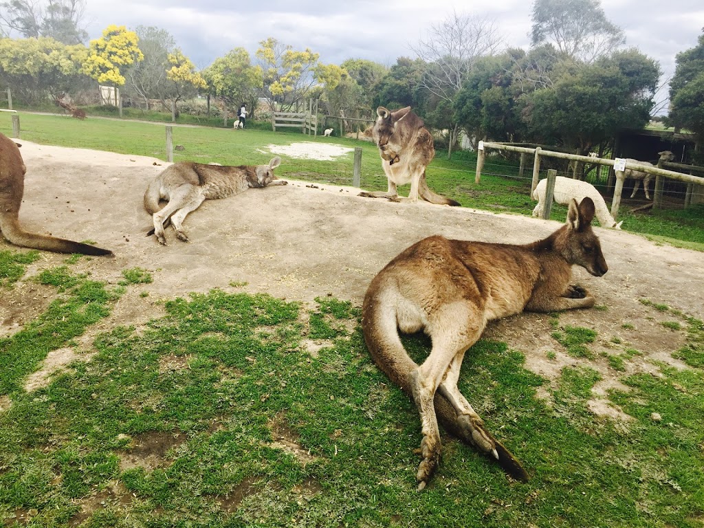 Maru Koala and Animal Park | zoo | 1650 Bass Hwy, Grantville VIC 3984, Australia | 0356788548 OR +61 3 5678 8548