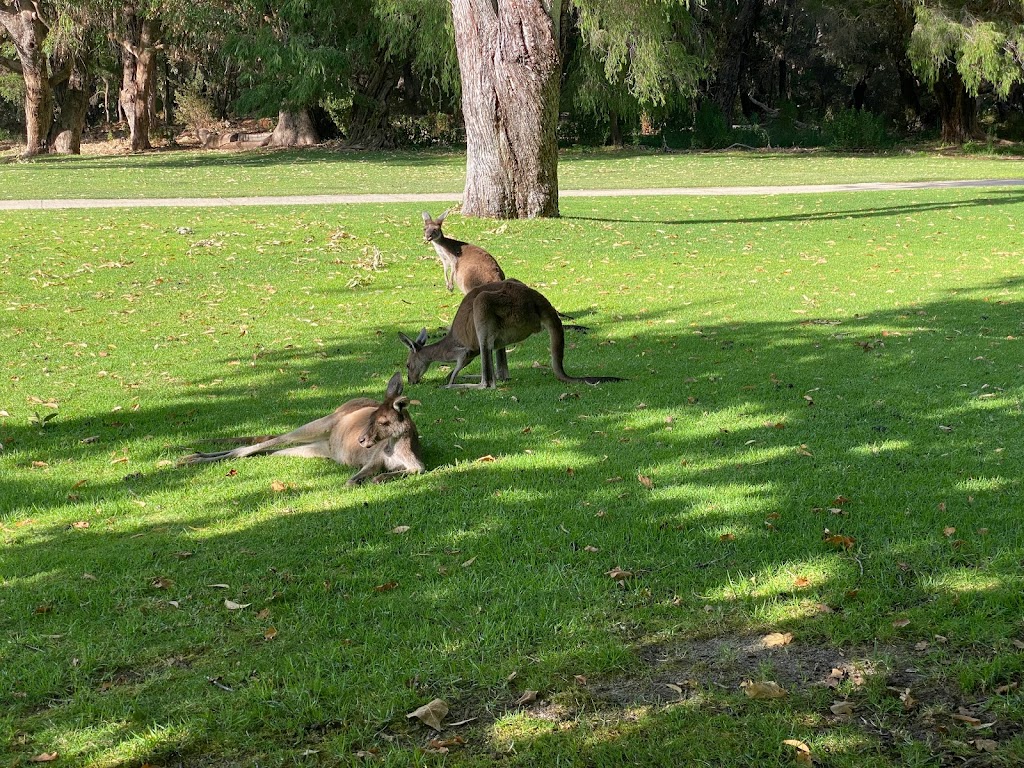 Yanchep Koala Boardwalk | tourist attraction | Yanchep WA 6035, Australia | 0893037759 OR +61 8 9303 7759