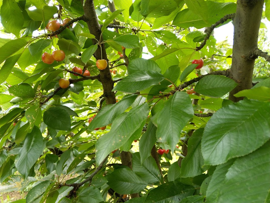 Seville Farm Cherries |  | 56 Monbulk-Seville Rd, Seville VIC 3139, Australia | 1300360056 OR +61 1300 360 056
