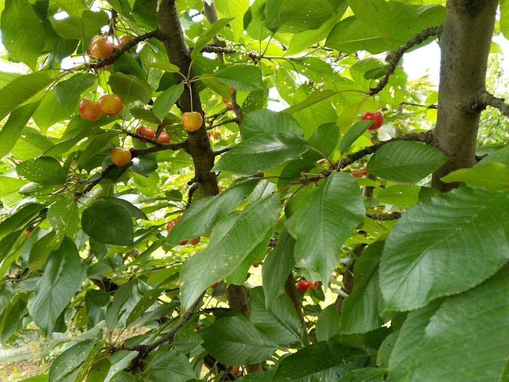 Seville Farm Cherries | 56 Monbulk-Seville Rd, Seville VIC 3139, Australia | Phone: 1300 360 056