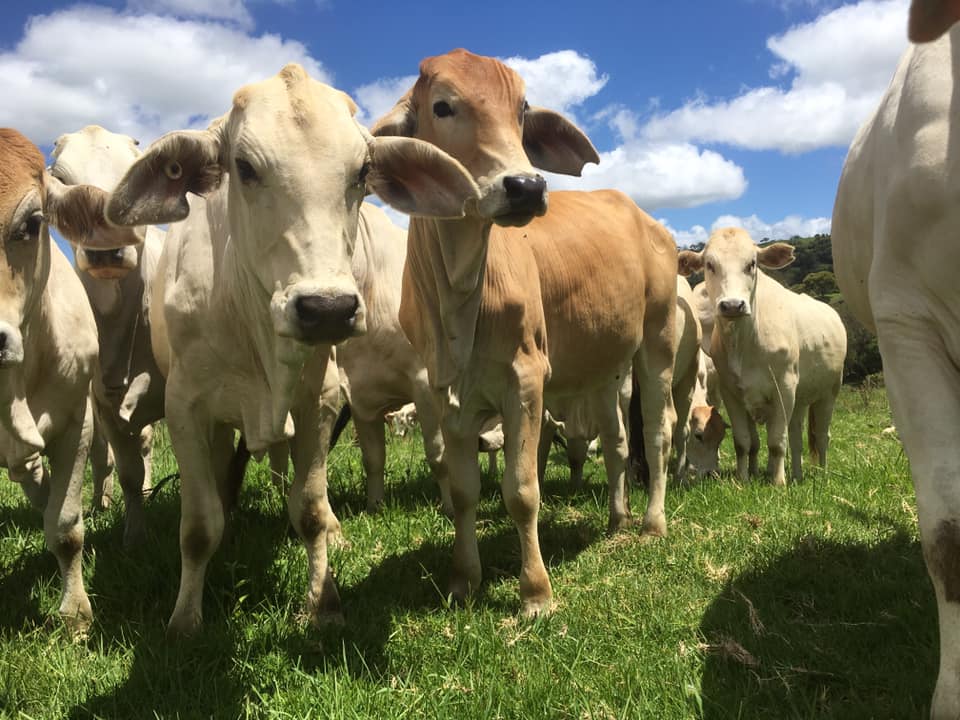 Wilds Livestock Transport |  | 395 Landsborough Maleny Rd, Bald Knob QLD 4552, Australia | 0428713514 OR +61 428 713 514