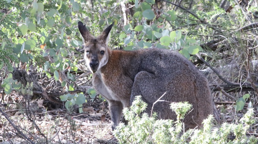 Girralang Nature Reserve | park | Ophir NSW 2800, Australia