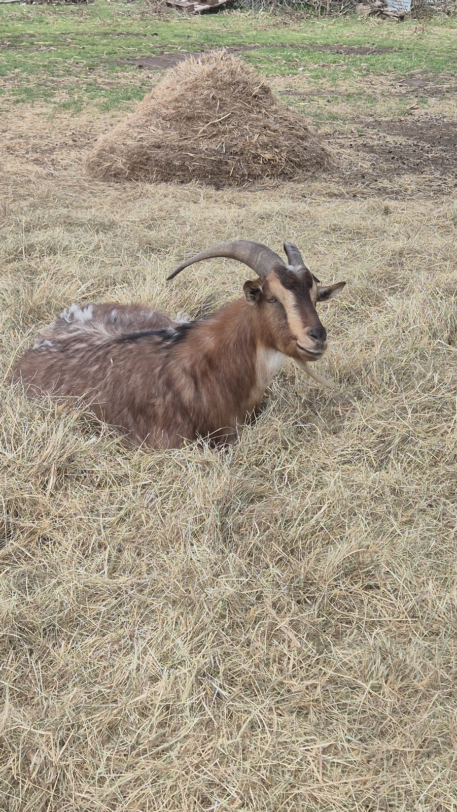 ELBETHEL FARM SANCTUARY | 32 Harewood St, Tooradin VIC 3980, Australia | Phone: 0477 432 607