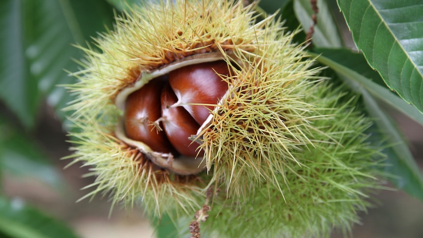 Chestnuts by Sylvie | 26 Priors Rd, The Patch VIC 3792, Australia | Phone: 0439 084 730