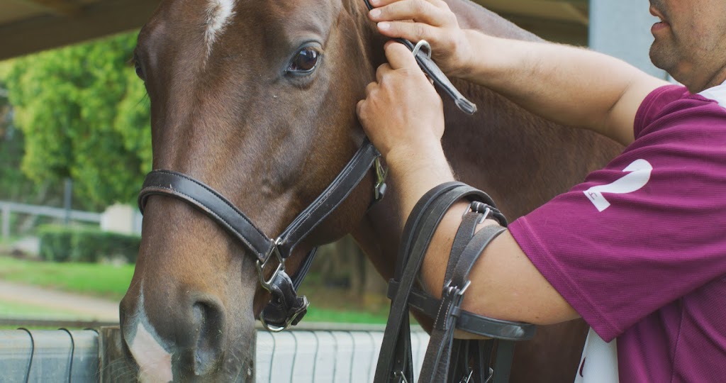 Hazelwood Polo Club | 422 Binna Burra Rd, Beechmont QLD 4211, Australia | Phone: (07) 5602 9710