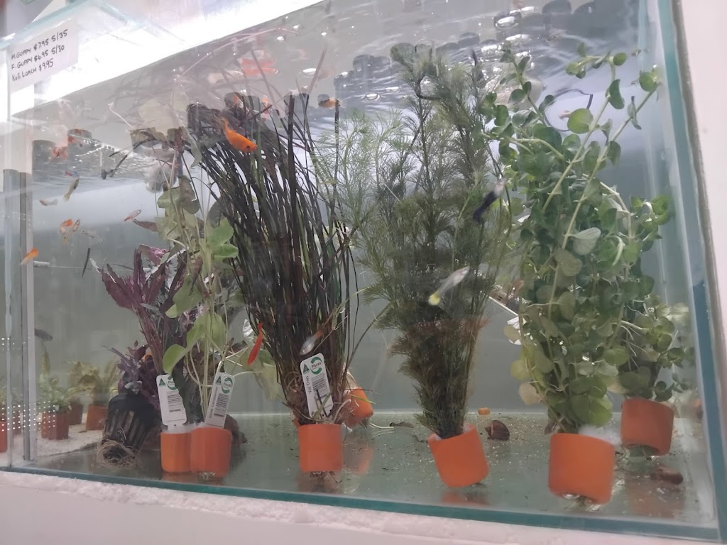 VITALIZE AQUATICS | 59 Queen St, Gloucester NSW 2422, Australia | Phone: 0413 403 423