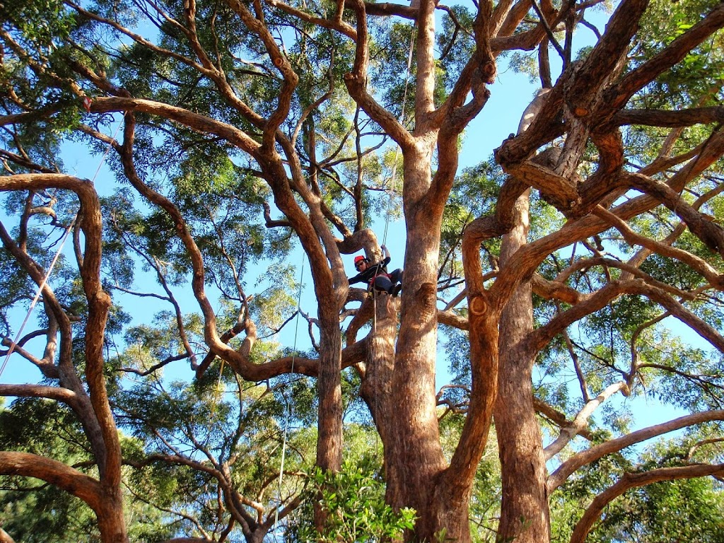 Branch Creek Tree Services |  | 2 Sanctuary Dr, Forest Glen QLD 4556, Australia | 0418877436 OR +61 418 877 436