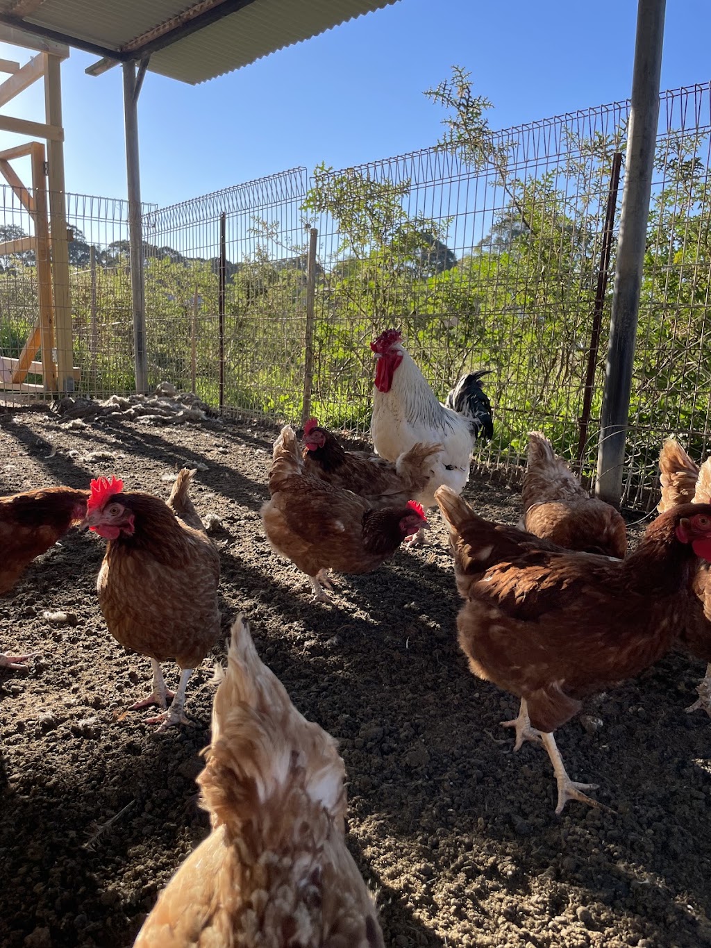 Little Farm Friends | 128 Floribunda Rd, Kemps Creek NSW 2178, Australia | Phone: 0450 505 607